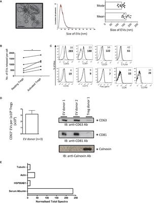 Regulatory T Cell Extracellular Vesicles Modify T-Effector Cell Cytokine Production and Protect Against Human Skin Allograft Damage